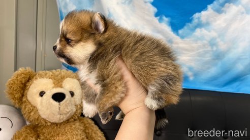 成約済の兵庫県のポメラニアン-311232の2枚目